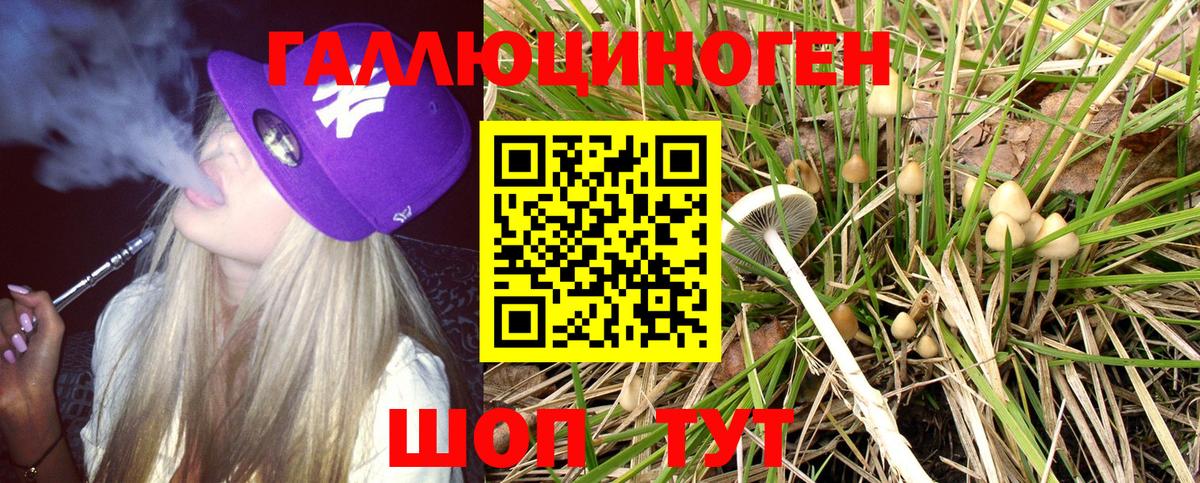 Гатчина  Галлюциногенные грибы Cubensis  Вход с VPN 